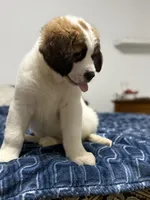 April , a female Saint Bernard and Kangal Dog for sale in Denver, CO – 1 of 8