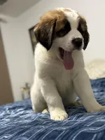 Storm, a male Saint Bernard and Kangal Dog for sale in Denver, CO – 6 of 8