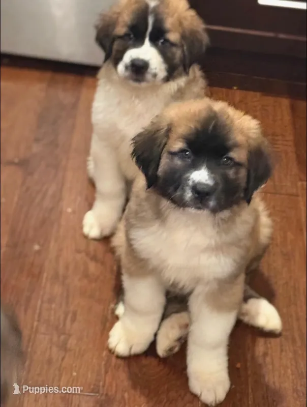 Storm – Saint Bernard, Kangal Dog puppy for sale in Denver, CO