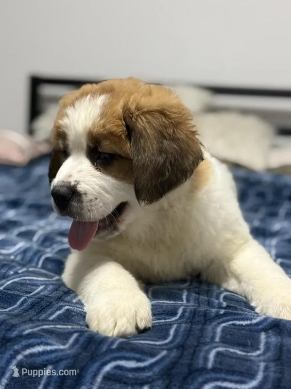 Max – Saint Bernard, Kangal Dog puppy for sale in Denver, CO