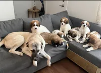 Max, a male Saint Bernard and Kangal Dog for sale in Denver, CO – Photo 8 of 8