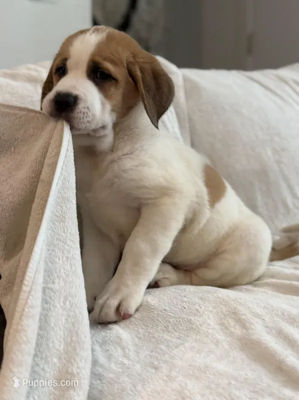 Maya  – Saint Bernard, Kangal Dog puppy for sale in Denver, CO