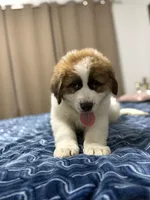 Maya , a female Saint Bernard and Kangal Dog for sale in Denver, CO – 2 of 8