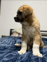 Rex, a male Saint Bernard and Kangal Dog for sale in Denver, CO – 7 of 8