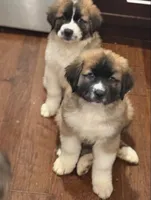 Rex, a male Saint Bernard and Kangal Dog for sale in Denver, CO – 6 of 8