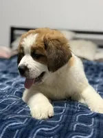 Rex, a male Saint Bernard and Kangal Dog for sale in Denver, CO – 2 of 8