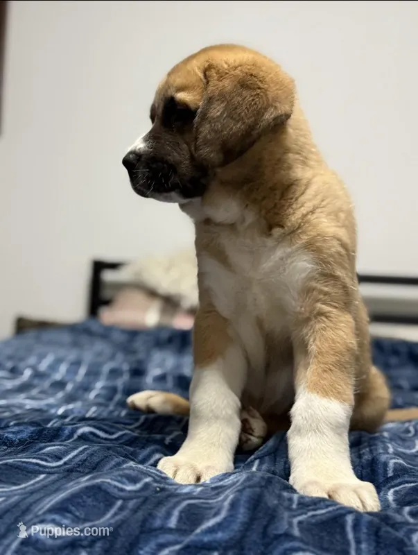 Sasha – Saint Bernard, Kangal Dog puppy for sale in Denver, CO