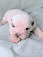 processed/e9d373db-c3c1-4577-8b23-98efa83088d0/listing/0b0d2b26-e241-4b1a-aaa1-36b1457c46db/50988560-f803-40b0-900b-12881e96a3f5