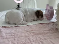 Sassy , a female English Bulldog for sale in Pell City, AL – Photo 8 of 9