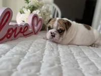 Sassy , a female English Bulldog for sale in Pell City, AL – Photo 3 of 9