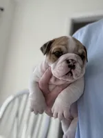 Sassy , a female English Bulldog for sale in Pell City, AL – Photo 2 of 9