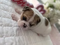 Sassy , a female English Bulldog for sale in Pell City, AL – Photo 6 of 9