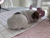 Sassy , a female English Bulldog for sale in Pell City, AL – Photo 5 of 9