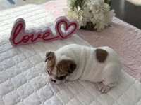 Sassy , a female English Bulldog for sale in Pell City, AL – Photo 9 of 9