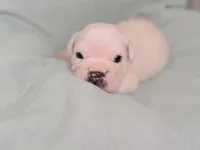 processed/e9d373db-c3c1-4577-8b23-98efa83088d0/listing/37703771-3b0d-4573-b44b-dad70c6a263f/3a31e687-9533-4403-8933-5f2a22bffb39