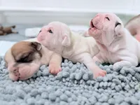 processed/e9d373db-c3c1-4577-8b23-98efa83088d0/listing/37703771-3b0d-4573-b44b-dad70c6a263f/3b0dbdcf-a264-4471-8d76-2e5512987993