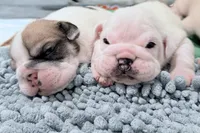 processed/e9d373db-c3c1-4577-8b23-98efa83088d0/listing/37703771-3b0d-4573-b44b-dad70c6a263f/6b6514e4-6614-4659-8005-06f9bf681e9d