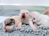 processed/e9d373db-c3c1-4577-8b23-98efa83088d0/listing/37703771-3b0d-4573-b44b-dad70c6a263f/c07ef405-2208-44bb-92a2-22492059e8e9