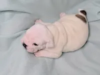 processed/e9d373db-c3c1-4577-8b23-98efa83088d0/listing/37703771-3b0d-4573-b44b-dad70c6a263f/e6c22bf1-cae8-416a-8d9e-ab2d30bff841