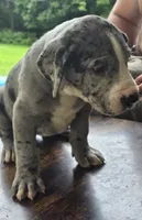 Sassy, a female Great Dane for sale in Pembroke, VA – 3 of 9