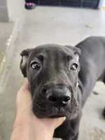 Shadow, a female Great Dane for sale in Pembroke, VA – 6 of 8