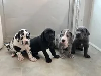 Sassy, a female Great Dane for sale in Pembroke, VA – 8 of 9