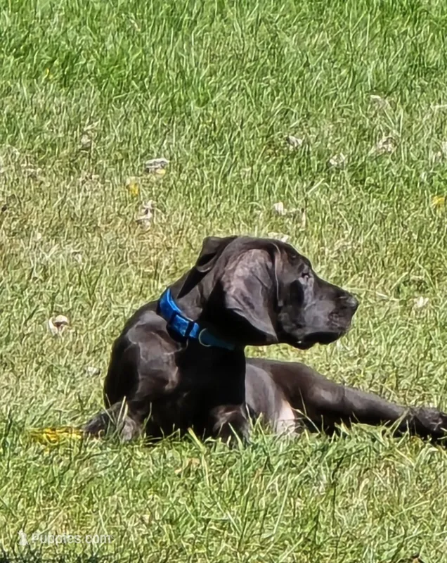 Shadow – Great Dane puppy for sale in Pembroke, VA