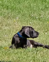Shadow, a female Great Dane for sale in Pembroke, VA – 1 of 8