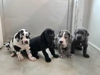 Shadow, a female Great Dane for sale in Pembroke, VA – 8 of 8