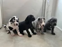 Shadow, a female Great Dane for sale in Pembroke, VA – 7 of 8