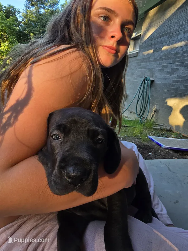 Shadow – Great Dane puppy for sale in Pembroke, VA