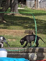 Shadow, a female Great Dane for sale in Pembroke, VA – 3 of 8
