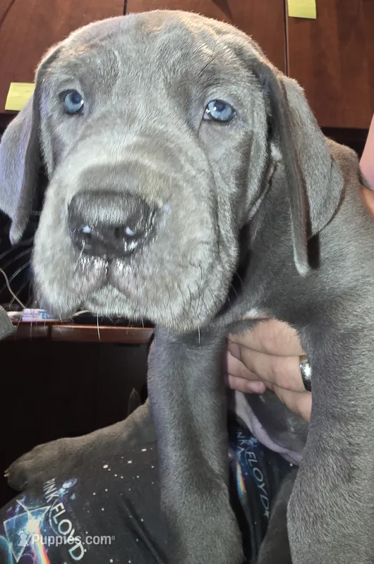 Lil Grey – Great Dane puppy for sale in Pembroke, VA
