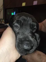 Shadow, a female Great Dane for sale in Pembroke, VA – 5 of 8