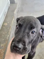 Shadow, a female Great Dane for sale in Pembroke, VA – 5 of 8