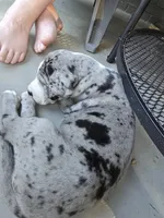 Sassy, a female Great Dane for sale in Pembroke, VA – 6 of 9