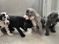 Sassy, a female Great Dane for sale in Pembroke, VA – 9 of 9