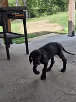 Shadow, a female Great Dane for sale in Pembroke, VA – 2 of 8