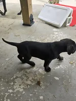 Shadow, a female Great Dane for sale in Pembroke, VA – 3 of 8