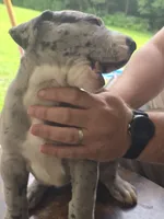 Sassy, a female Great Dane for sale in Pembroke, VA – 2 of 9