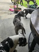 Sassy, a female Great Dane for sale in Pembroke, VA – 5 of 9