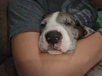 Sassy, a female Great Dane for sale in Pembroke, VA – 4 of 9