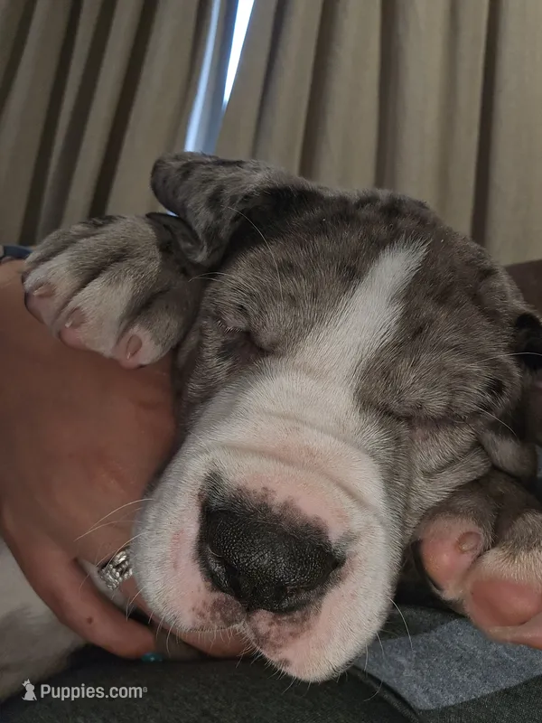 Sassy – Great Dane puppy for sale in Pembroke, VA