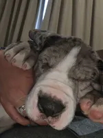 Sassy, a female Great Dane for sale in Pembroke, VA – 1 of 9