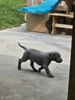 Lil Grey, a female Great Dane for sale in Pembroke, VA – 3 of 7