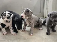 Lil Grey, a female Great Dane for sale in Pembroke, VA – 6 of 7