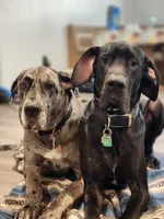 Shadow, a female Great Dane for sale in Pembroke, VA – 8 of 8