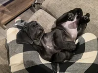 Shadow, a female Great Dane for sale in Pembroke, VA – 7 of 8