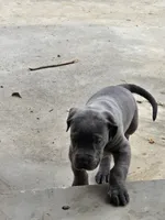 Lil Grey, a female Great Dane for sale in Pembroke, VA – 4 of 7