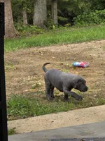 Lil Grey, a female Great Dane for sale in Pembroke, VA – 5 of 7